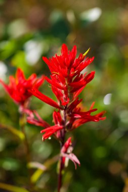 Bir Hint boya fırçasının çiçeğini parlak güneş ışığında, yumuşak bulanık bir arkaplana yaklaştır. 