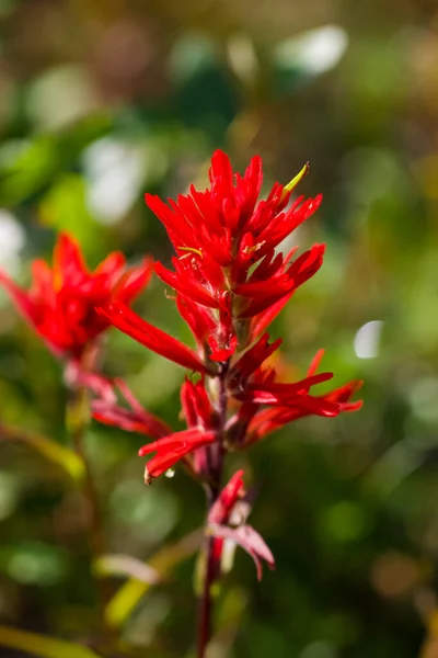 Close Indian Paintbrush Flower Bright Sunlight Soft Blurry Background — 스톡 사진