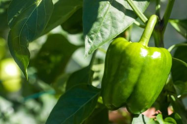 Parlak güneşli bir günde bitkinin üzerinde büyüyen yeşil biberin yakınına..