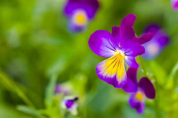 Macro Close Beautiful Violet Pansy Flower Bokeh Background — ストック写真