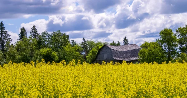 Bright Yellow Rape Seed Field Old Dilapidated Abandoned House Sunny — Stock Photo, Image