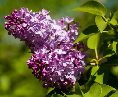 Close up of blossoming lilac branches against a bokeh background. 