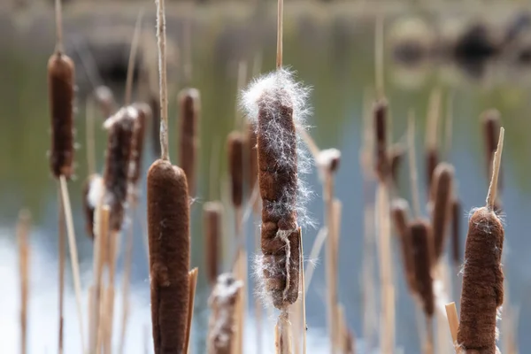 Bulrushes Otherwise Known Cat Tails Disintegrating Cotton Fluff Seed Dispersement — Stok fotoğraf