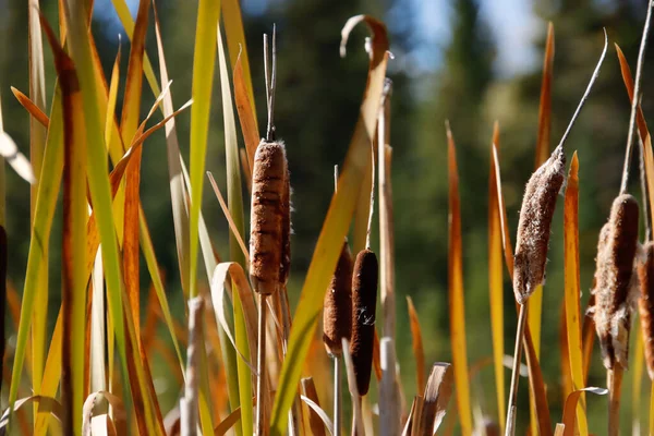 Close View Cattail Reeds Otherwise Known Bulrushes Fall Lit Side — Fotografia de Stock