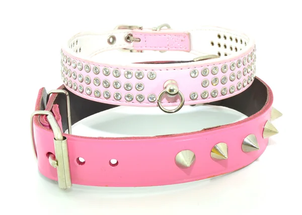 köpekler için moda