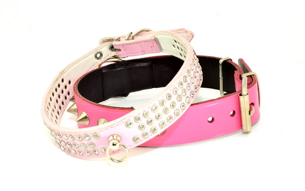 köpekler için moda