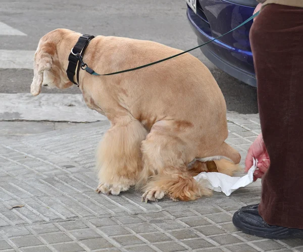 Dog pooping — Stock Photo, Image