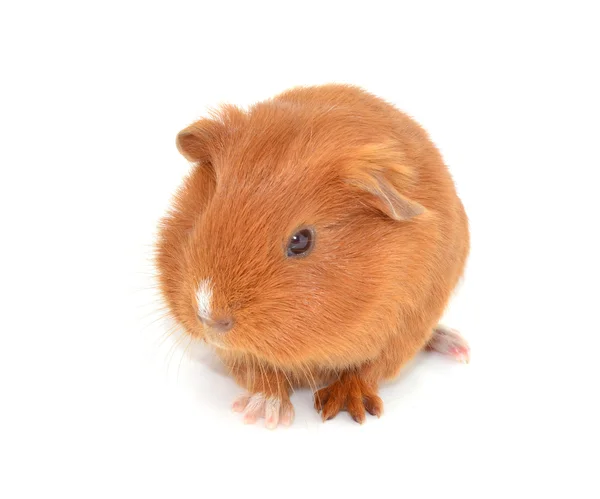 Guinea pigs — Stock Photo, Image