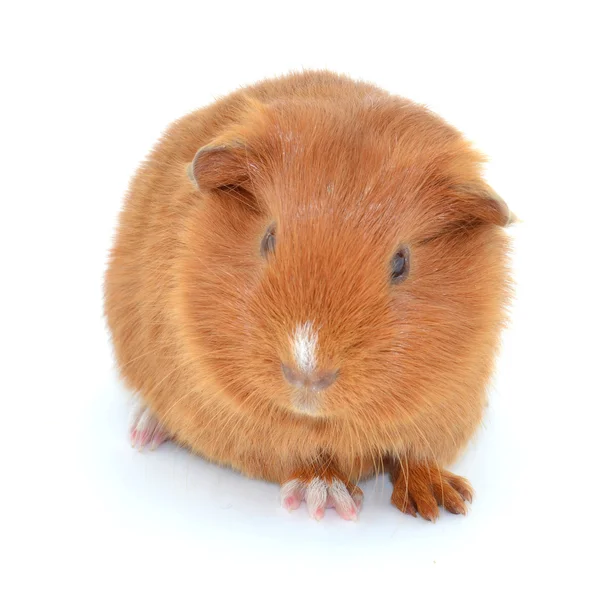 Guinea pigs — Stock Photo, Image