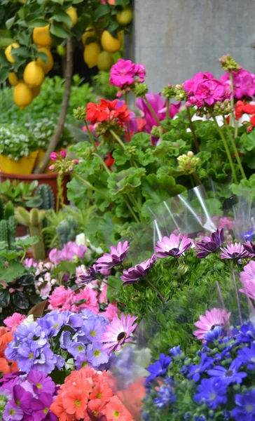 Blomsterbutik - Stock-foto