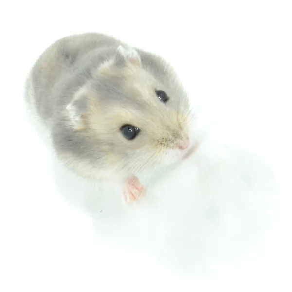 Liten hamster — Stockfoto