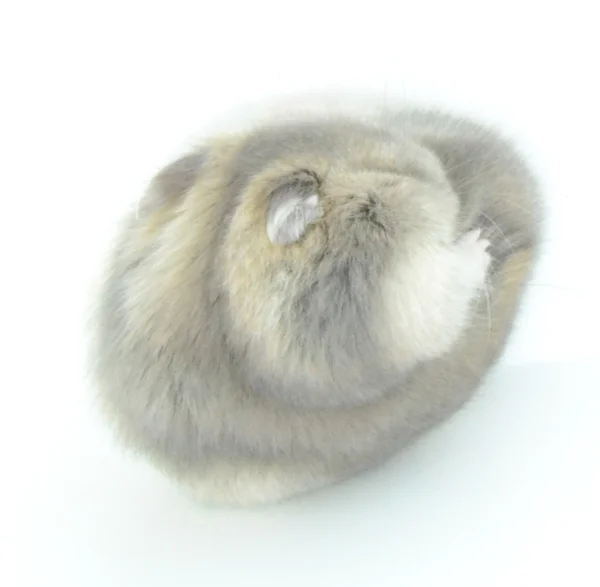 Liten hamster — Stockfoto