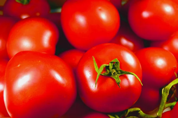 Tomates — Foto de Stock