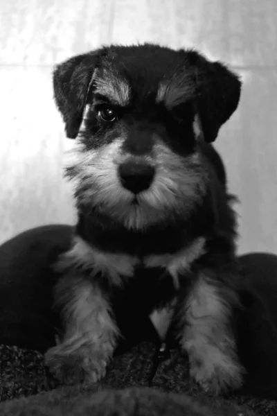 Schnauzer preto e branco — Fotografia de Stock