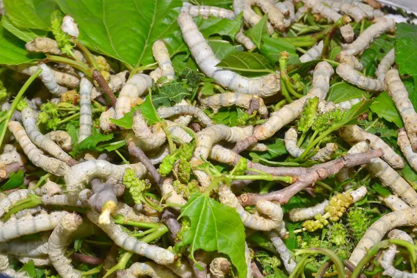 Silkworms — Stock fotografie