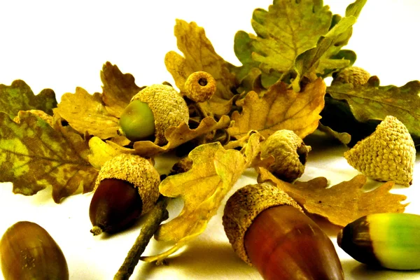 Acorn — Stock Photo, Image