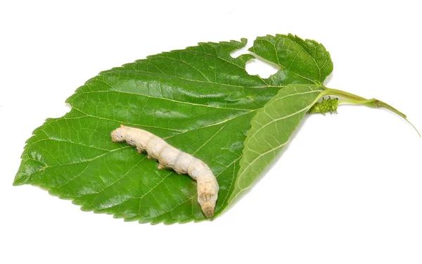 En silkworm Royaltyfria Stockbilder