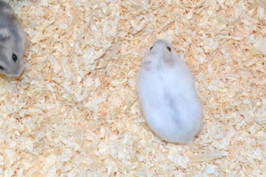 hamster