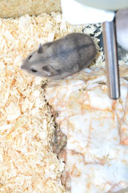 hamster