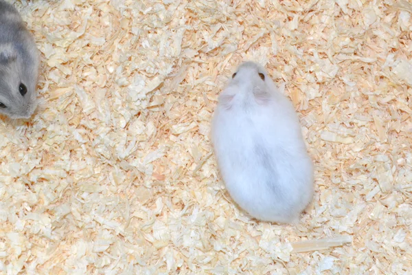 Hamster — Stockfoto