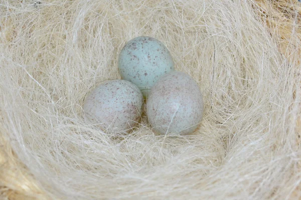 Eggs eggs eggs ok eggs — Stock Photo, Image