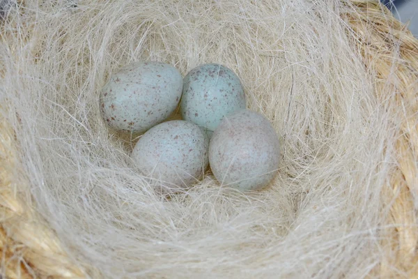 yumurta yumurta yumurta yumurta ok