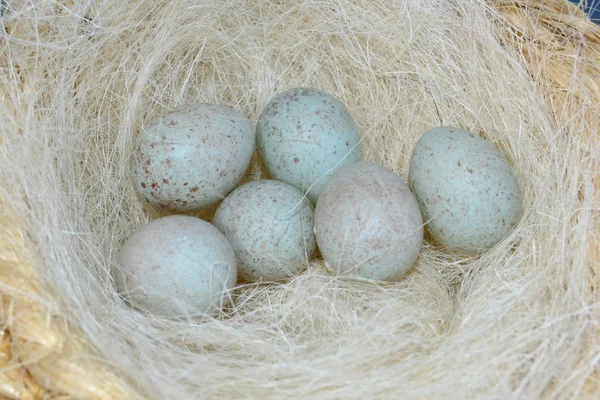Vejce vejce vejci ok vejce — Stock fotografie