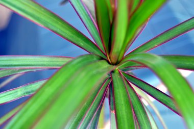 Marginata