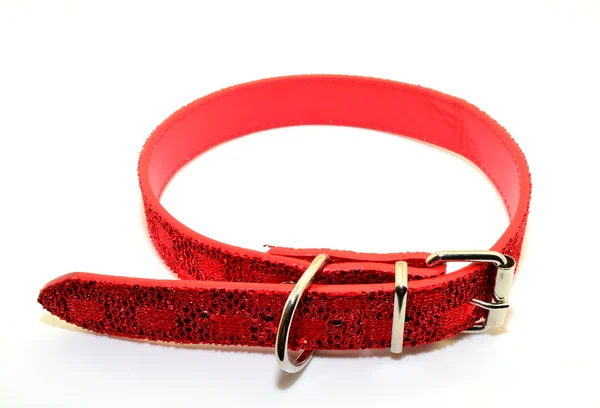 Collar for dogs — Stock Photo, Image