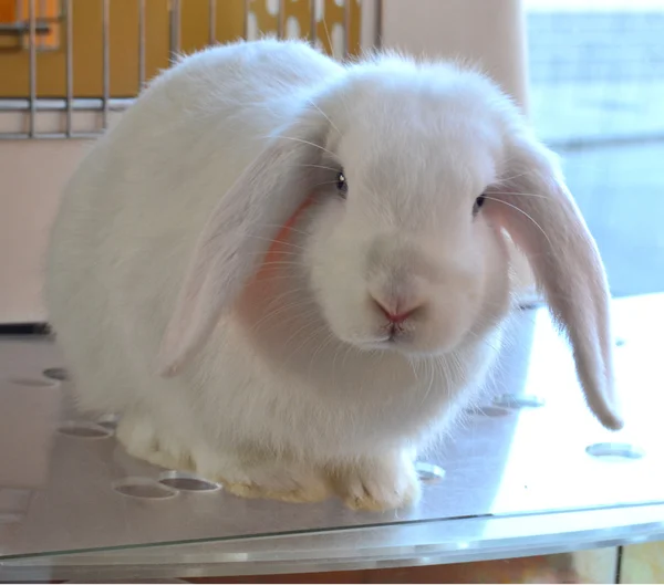 Güzel beyaz tavşan kulaklı — Stok fotoğraf