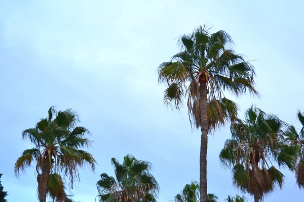 Palmträd — Stockfoto