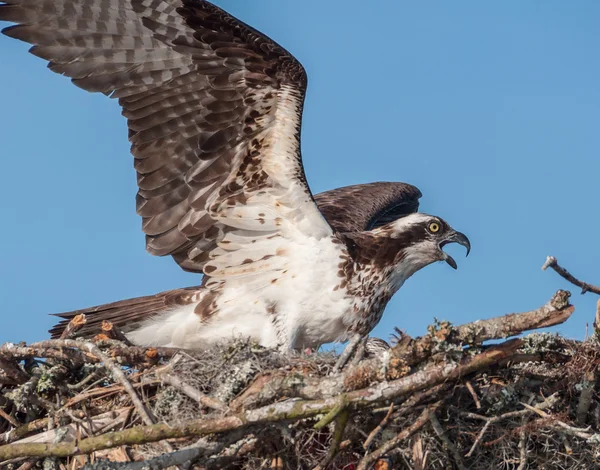 Osprey en el nido —  Fotos de Stock