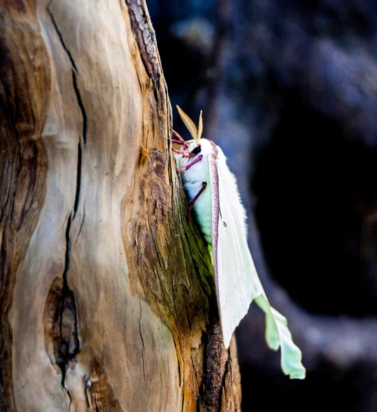 Luna moth on cypress stump — Stock Photo, Image