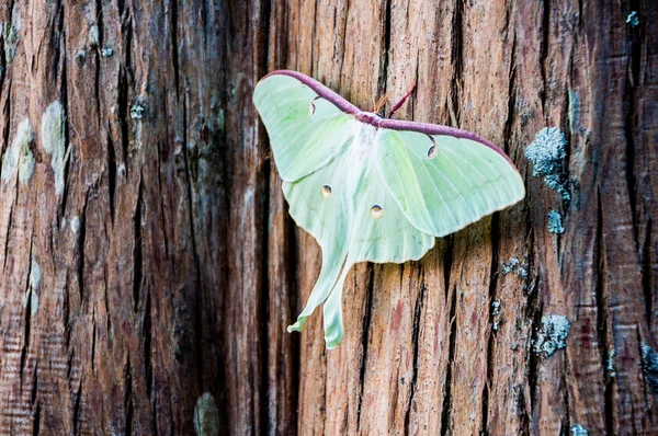 Luna moth — Stock Photo, Image