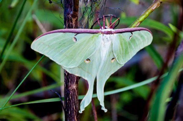 Newly Emerged Luna Moth — Stock Photo, Image