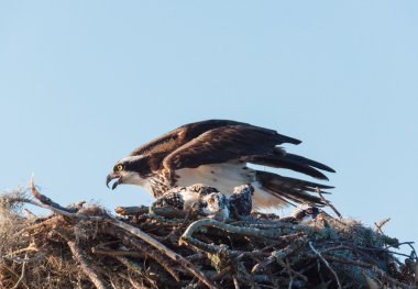 Osprey yuva ile anne ve kız