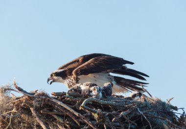 Osprey nest with mother and chick clipart