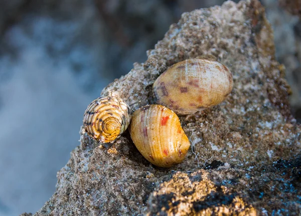 Caracol sangrante en coral rocoso — Foto de Stock