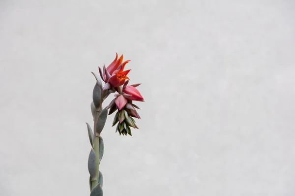 Gambo di fiore succulento — Foto Stock