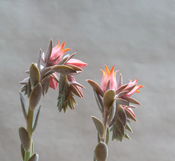 Gambo di fiore succulento — Foto Stock