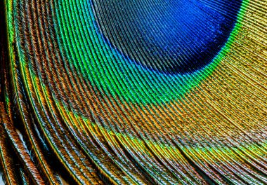 Tavus kuşu tüyü portre