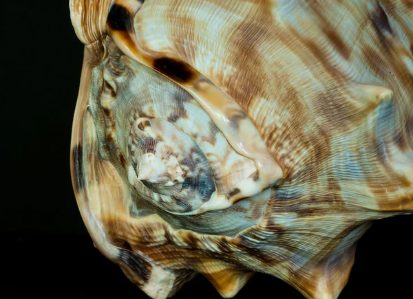 Helmet conch shell close up — Stock Photo, Image