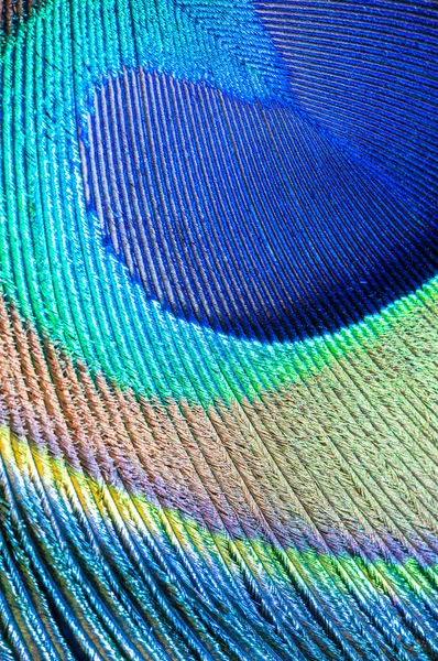 Peacock feather closeup — Stock Photo, Image