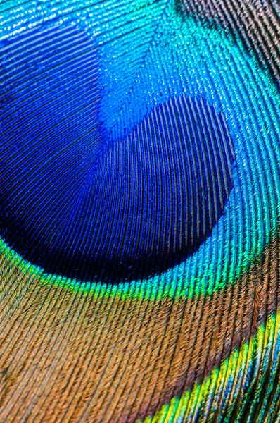 Peacock feather closeup — Stock Photo, Image