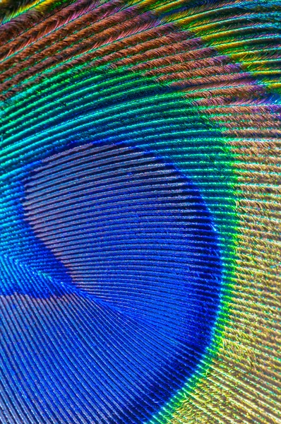 Peacock feather closeup — Stock Photo, Image