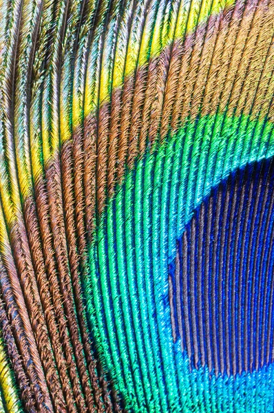 Peacock feather closeup — Stock Photo, Image