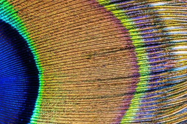 Peacock feather closeup — Stock Photo, Image