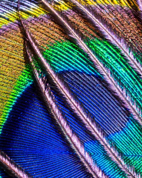 Peacock feather closeup — Stock Photo, Image