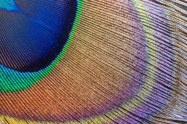 Peacock feather closeup — Stock Photo, Image