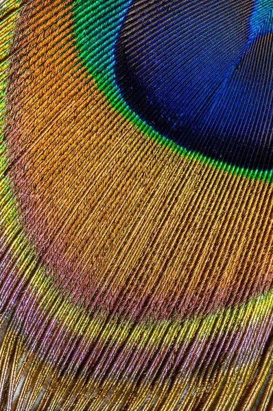 Peacock feather closeup — Stock Photo, Image